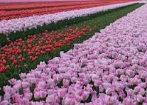 tulip garden photo
