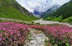valley of flowers